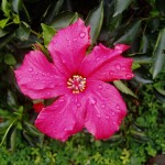 Nowa destynacja KLM – Xiamen (Chiny)