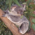 promocja Singapore Airlines